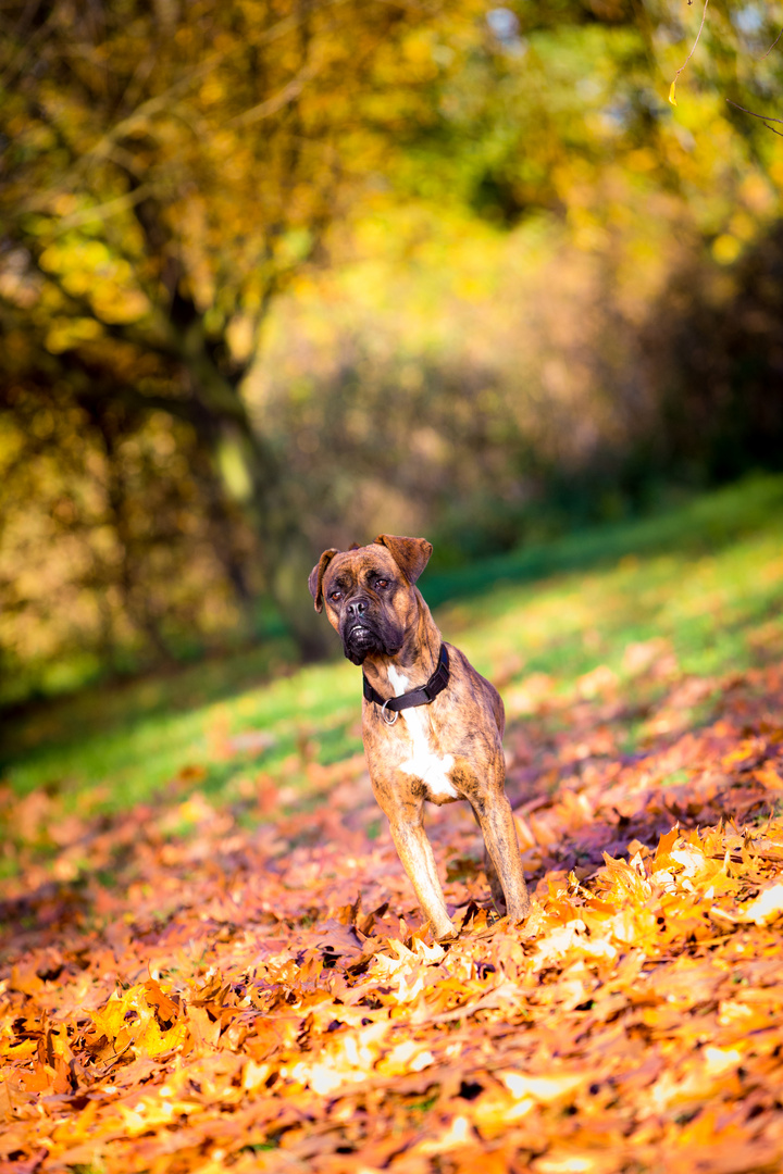 Hund im Herbst