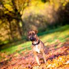 Hund im Herbst