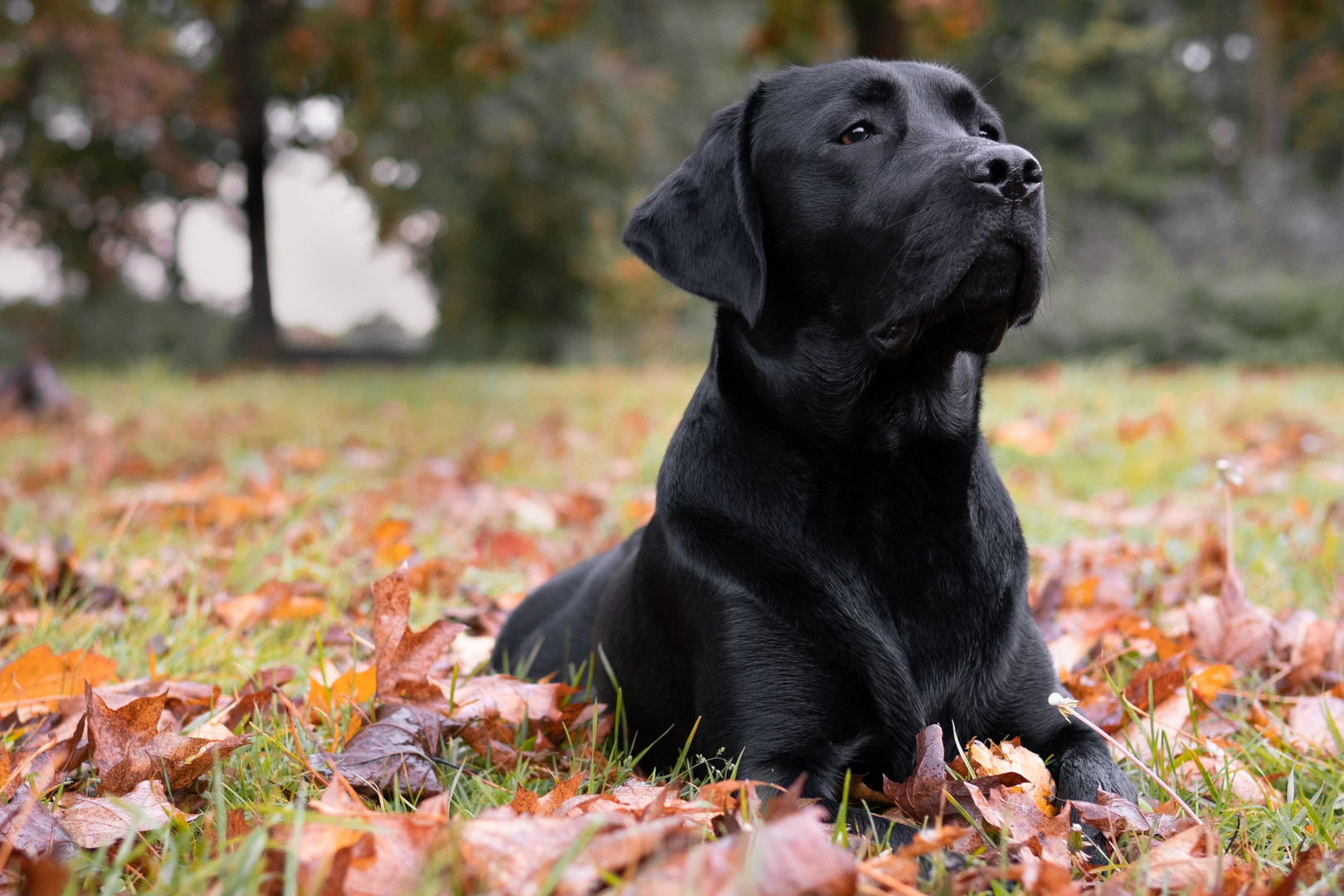 Hund im Herbst