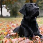 Hund im Herbst