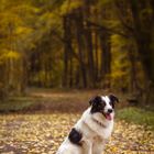 Hund im Herbst