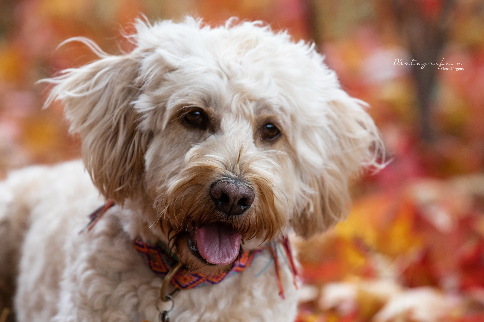 Hund im Herbst 