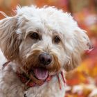 Hund im Herbst 