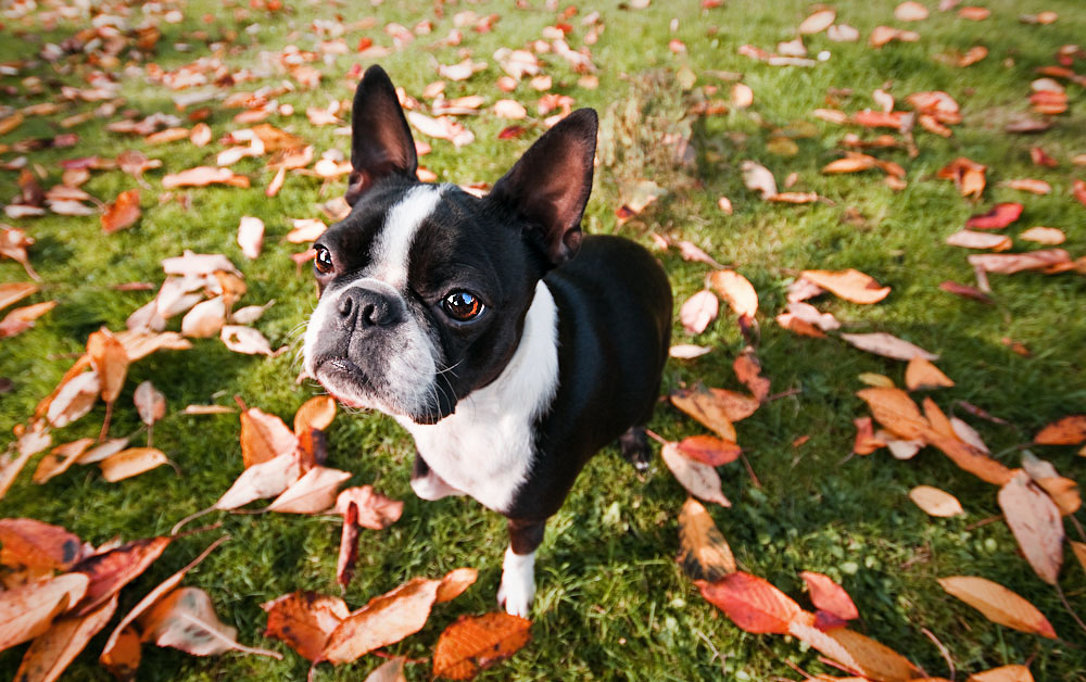 Hund im Herbstlaub