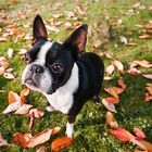 Hund im Herbstlaub