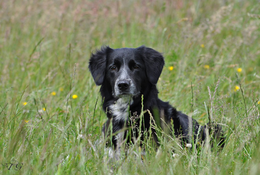 Hund im hohen Gras - Sommer 2013