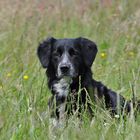 Hund im hohen Gras - Sommer 2013