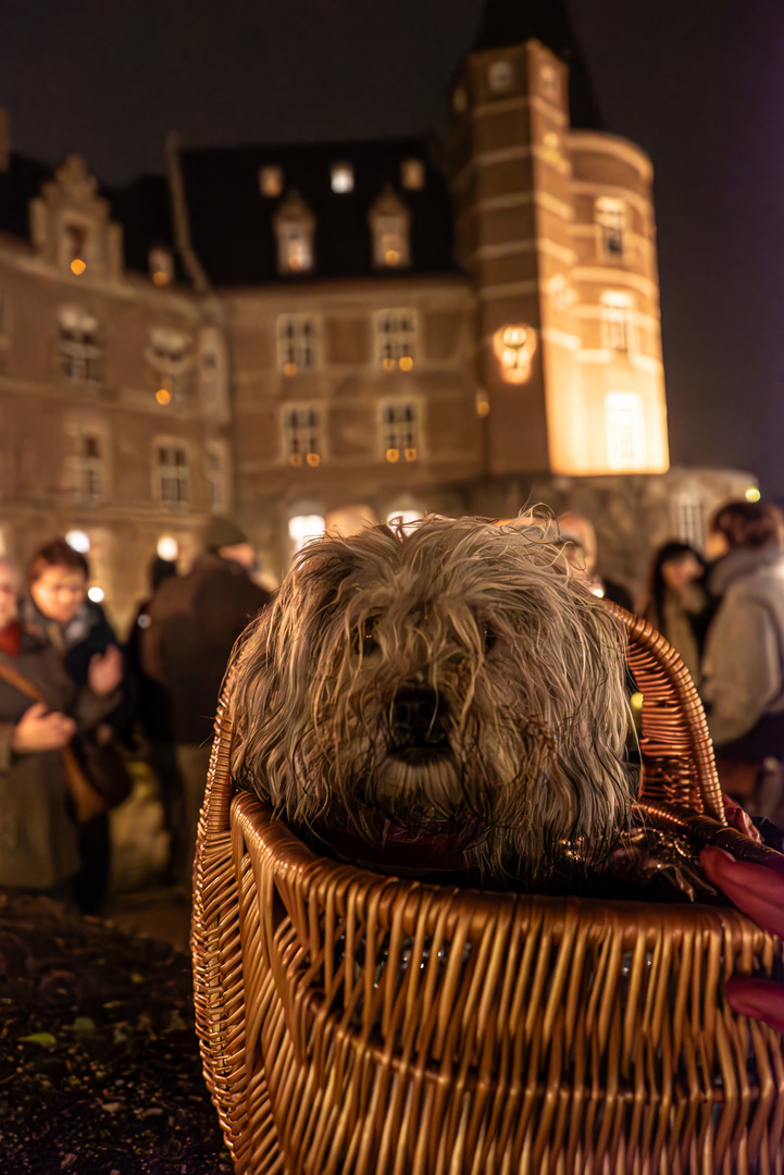 Hund im Korb