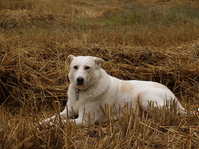 Hund im Kornfeld