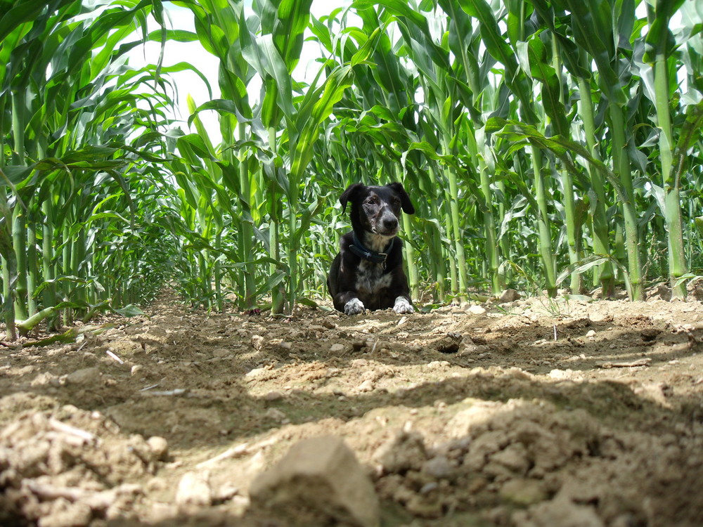 Hund im Maisfeld