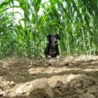 Hund im Maisfeld
