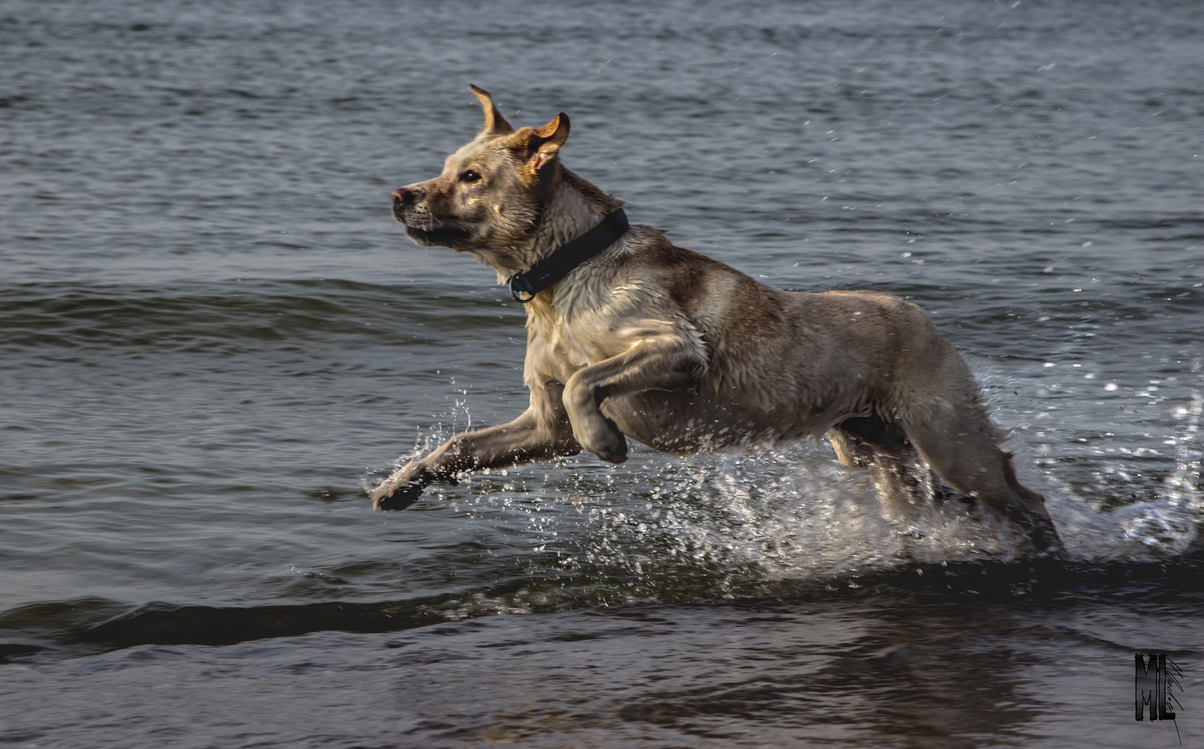 Hund im Meer