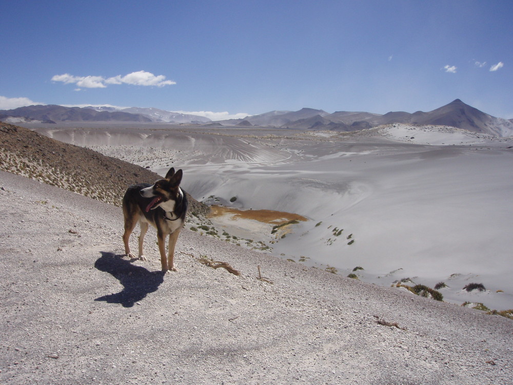 Hund im Mond