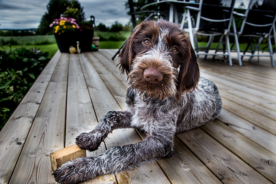 einreise norwegen hund
