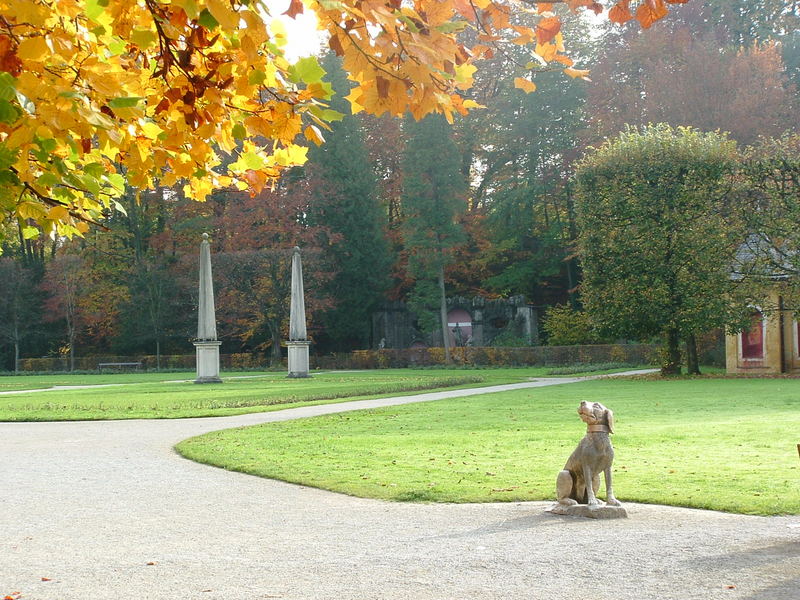 Hund im Park