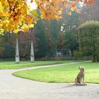 Hund im Park