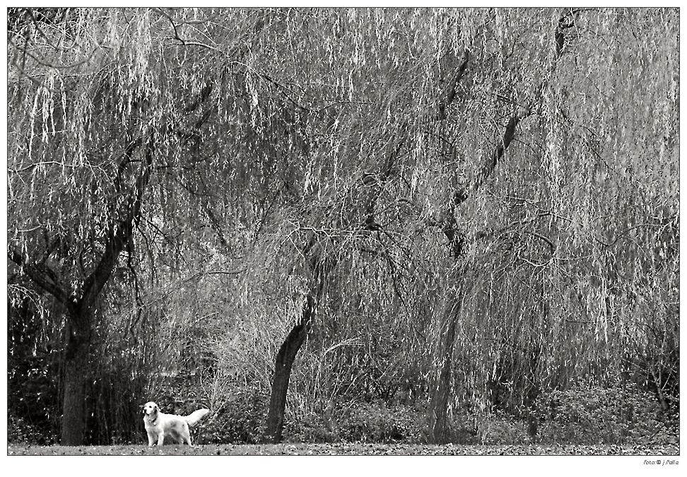 Hund im Park