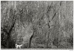 Hund im Park