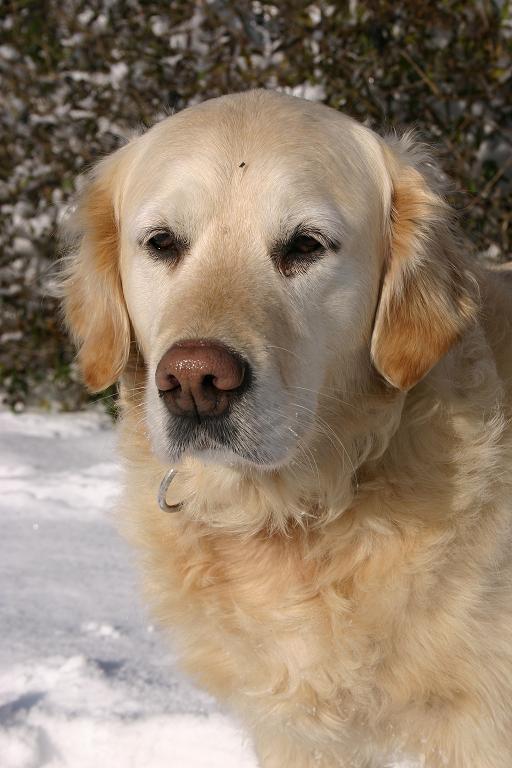 Hund im Pelzmantel