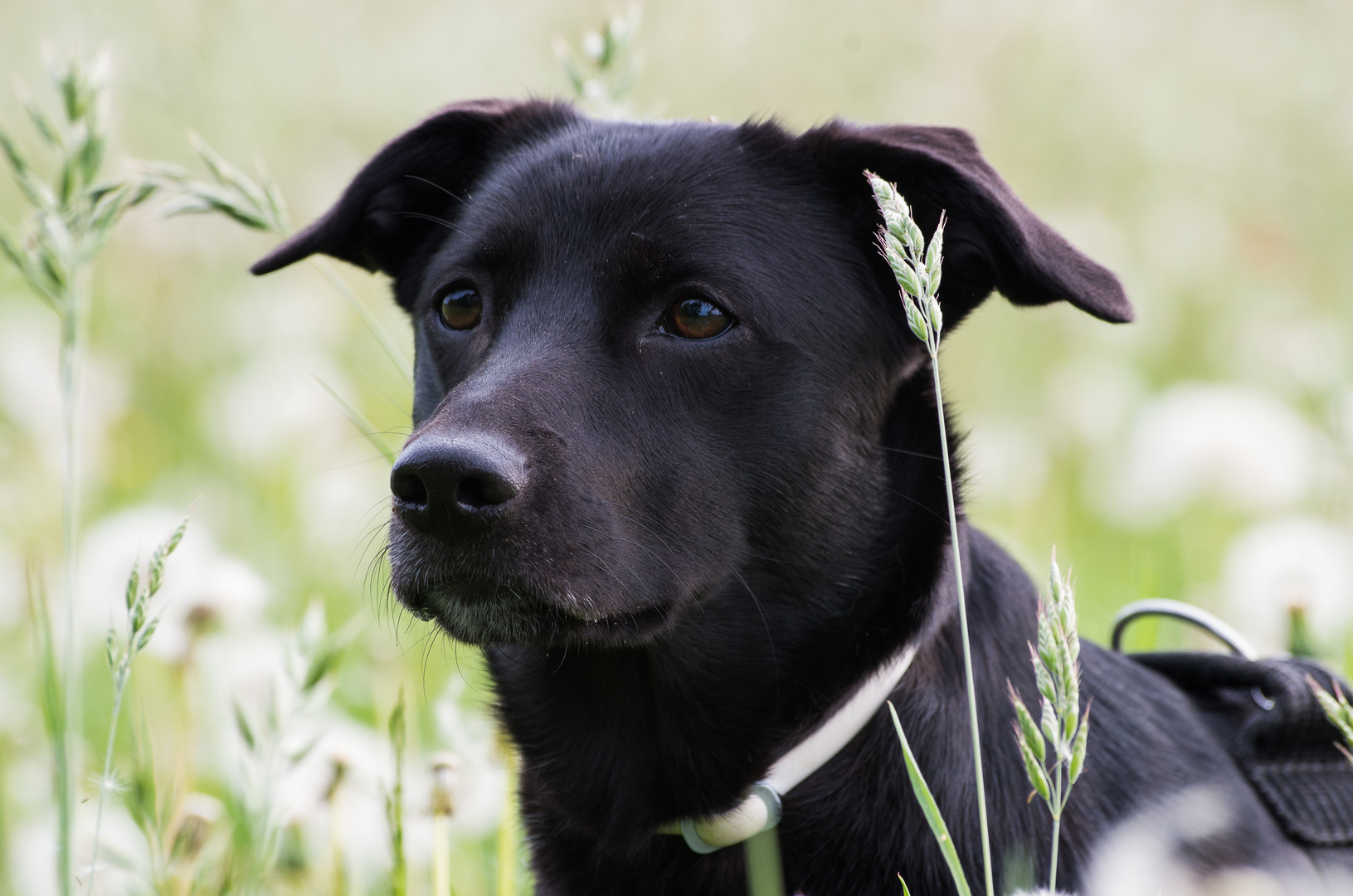 Hund im Pusteblumenfeld