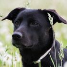 Hund im Pusteblumenfeld