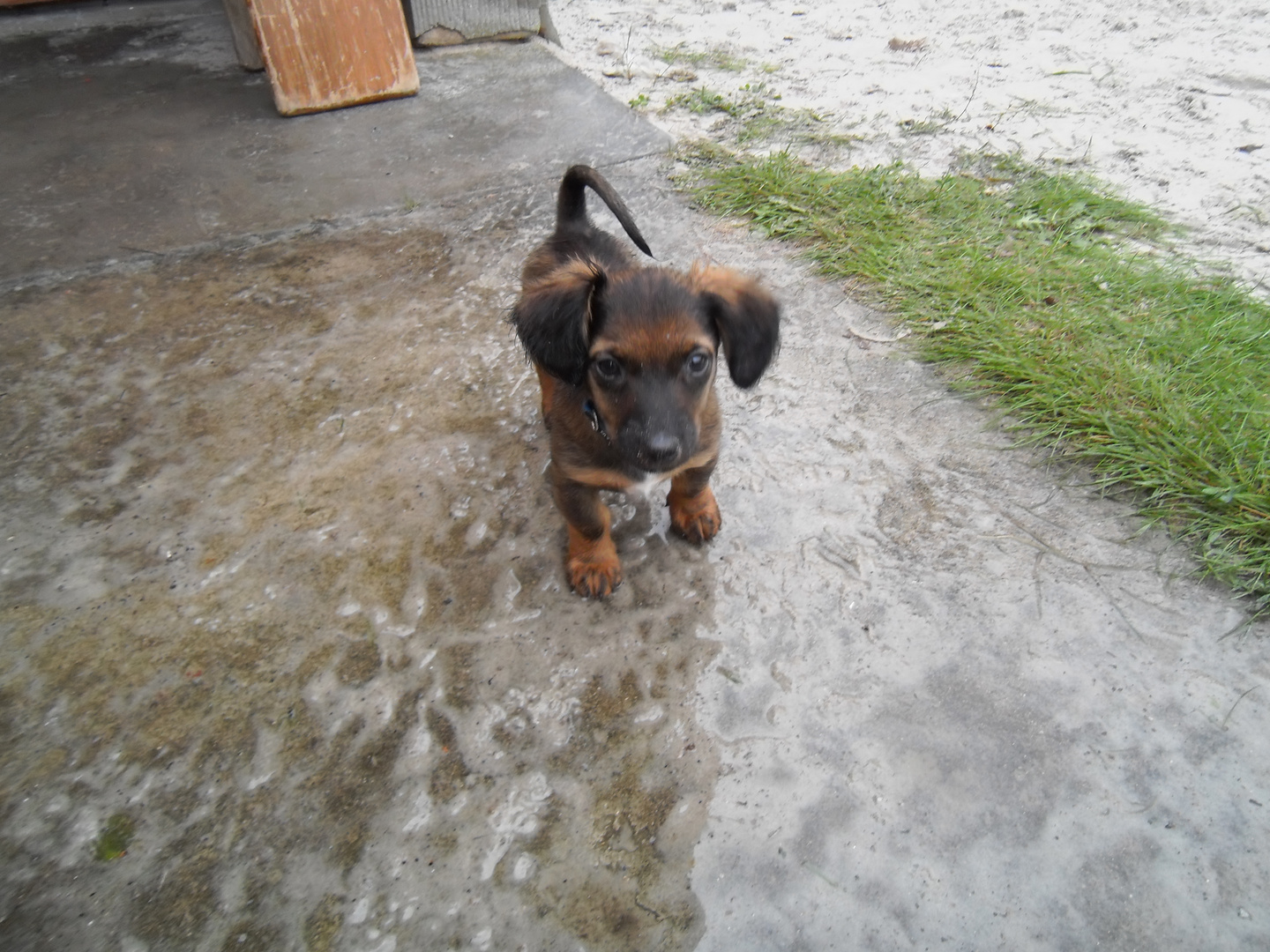 hund im regen-sommer 2012