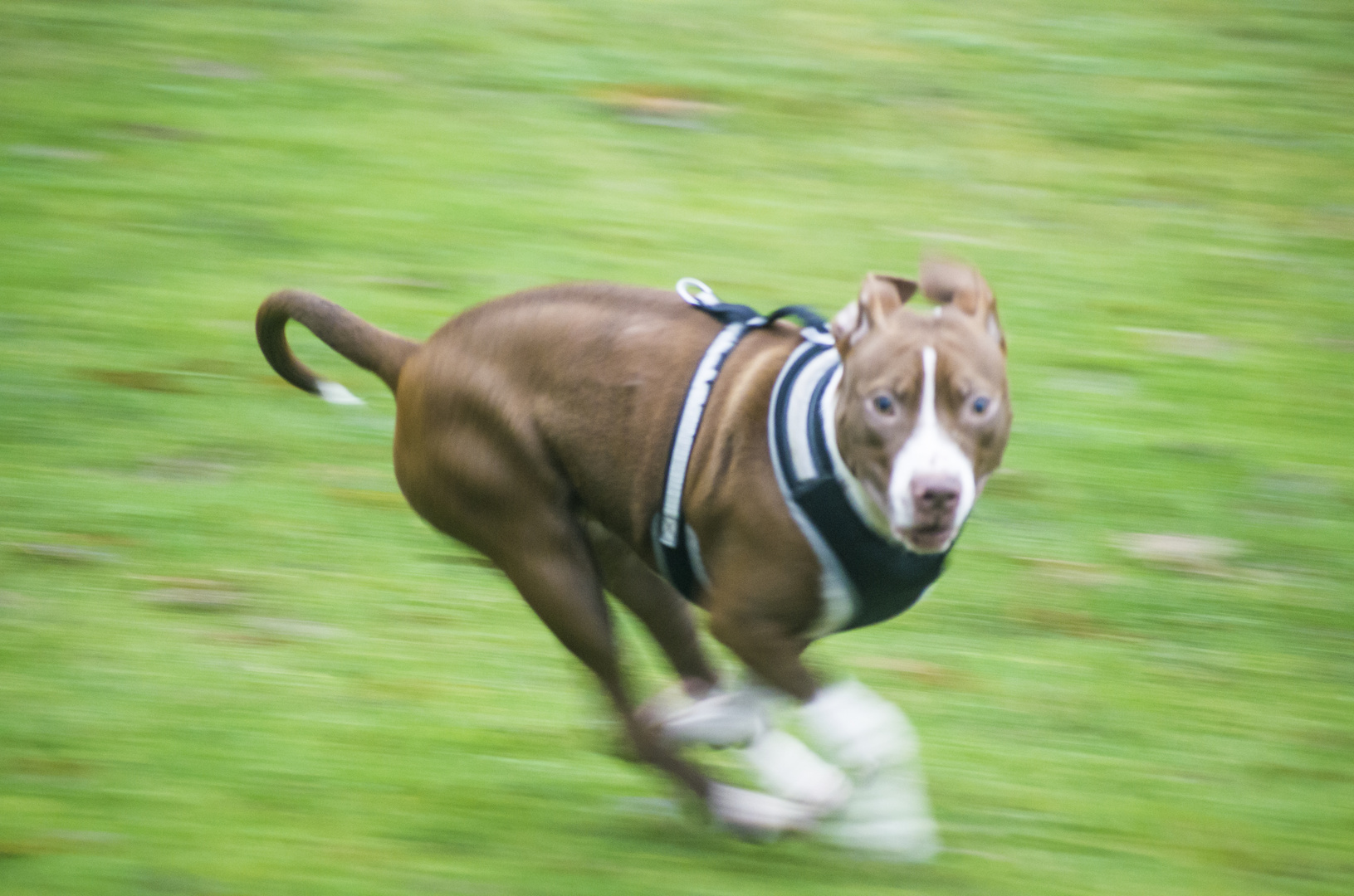 Hund im rennen
