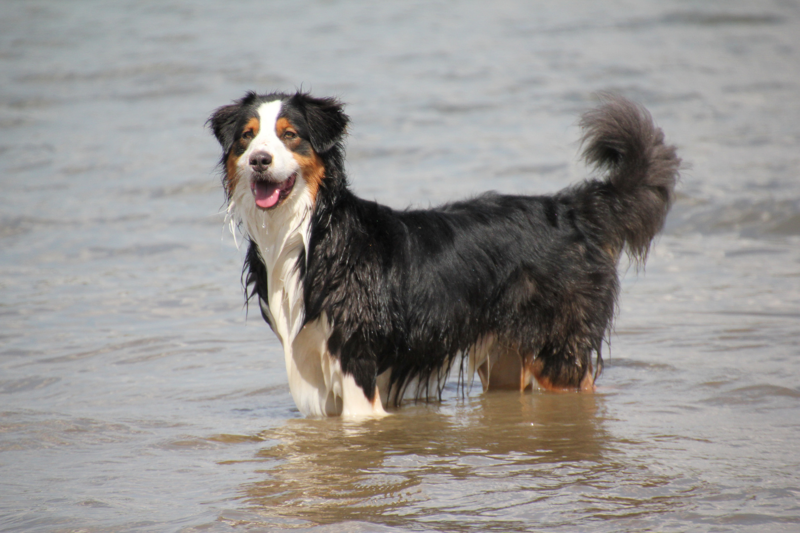 Hund im Rhein