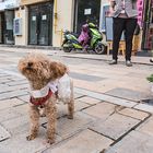 Hund im Röckchen