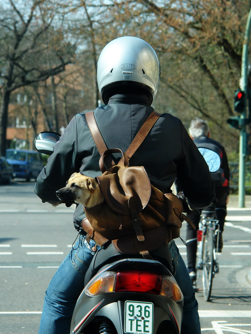 Hund im Rucksack