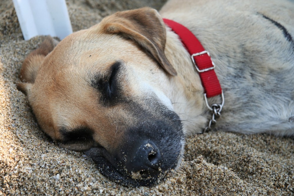 Hund im Sand