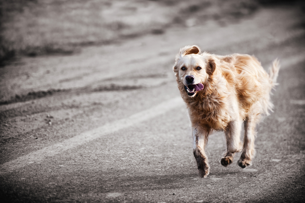 Hund im Sauseschritt