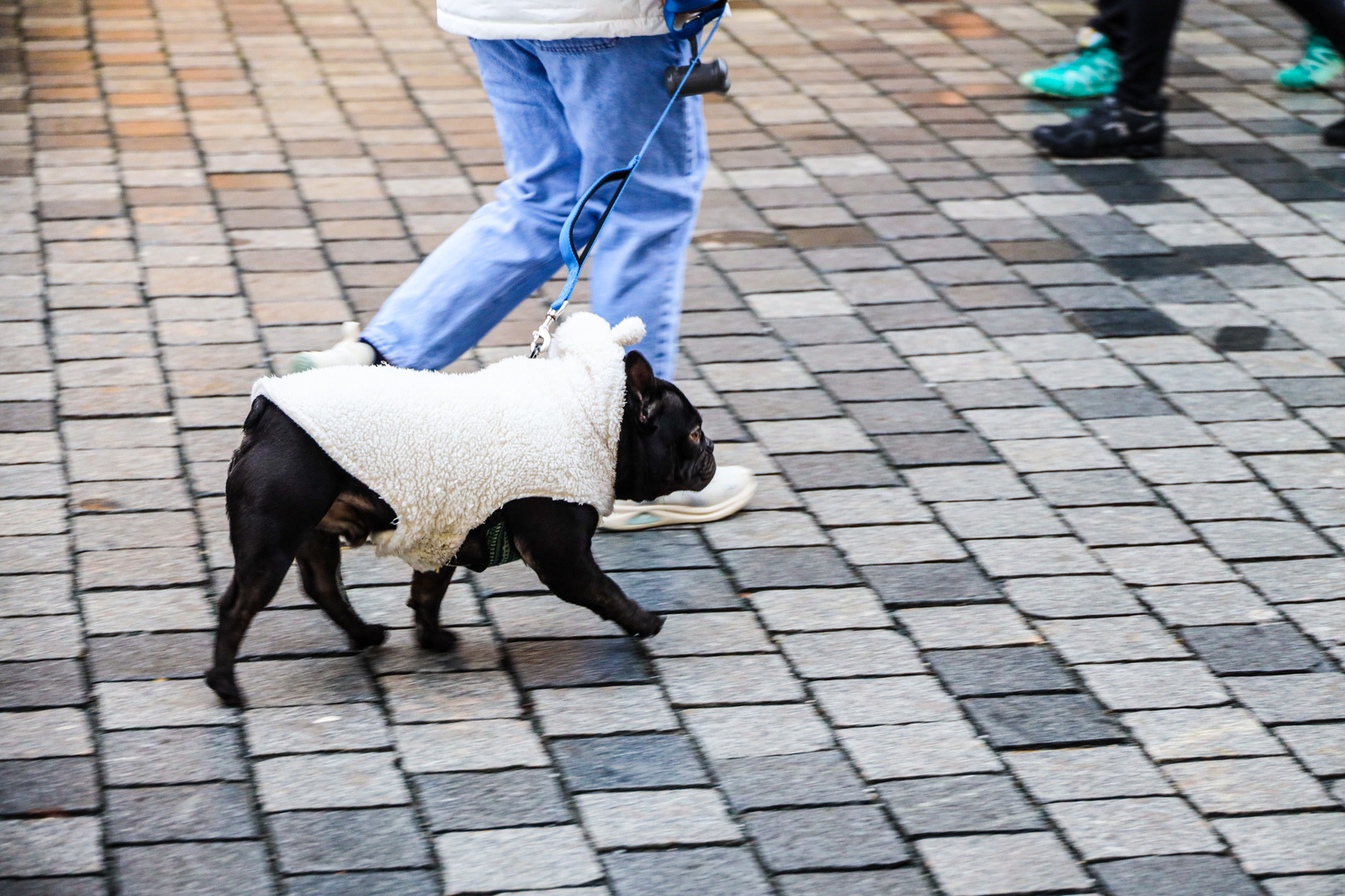 "Hund im Schafspelz"