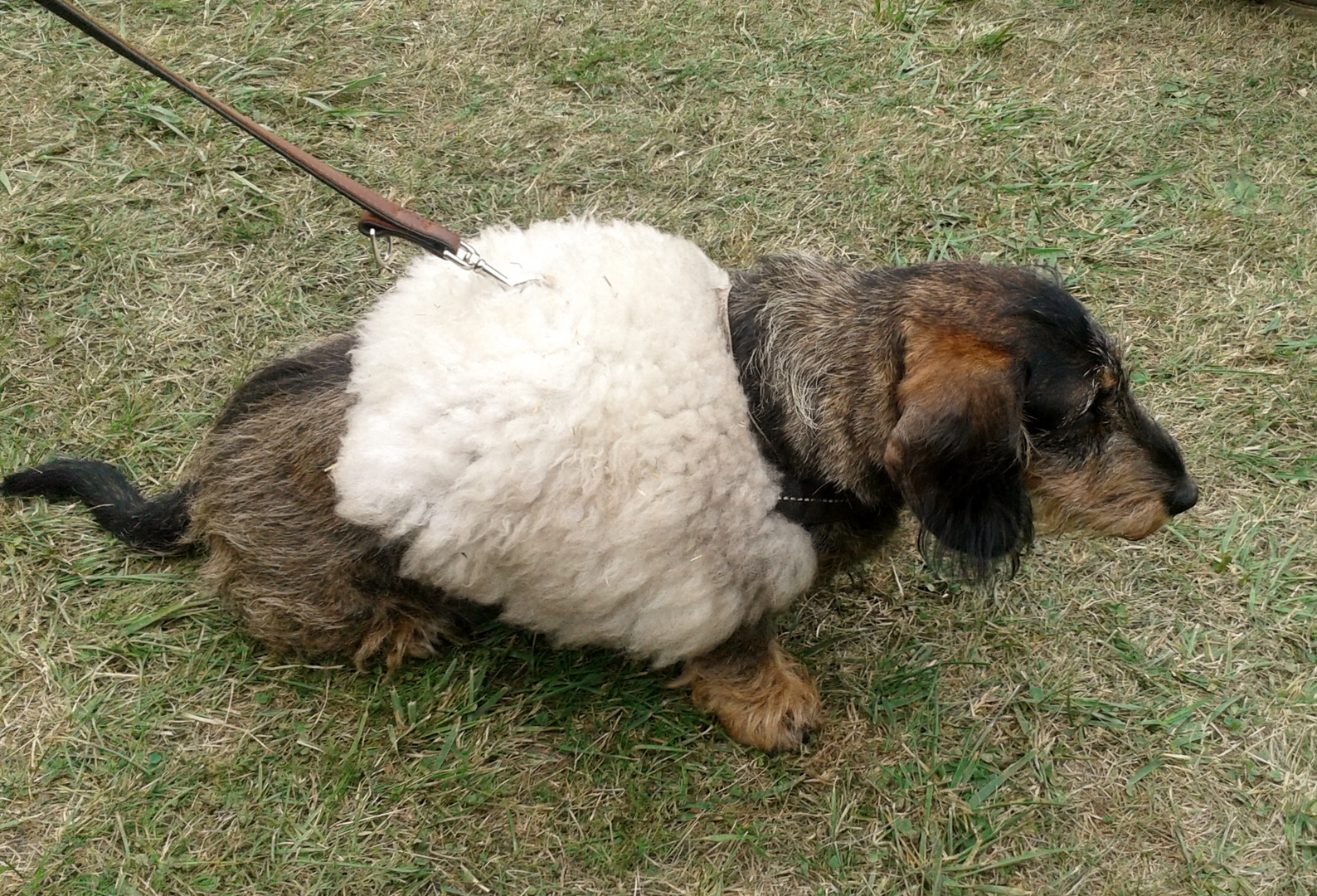 Hund im Schafspelz