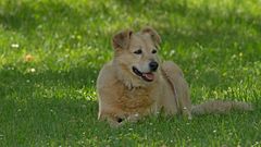 Hund im Schatten 1