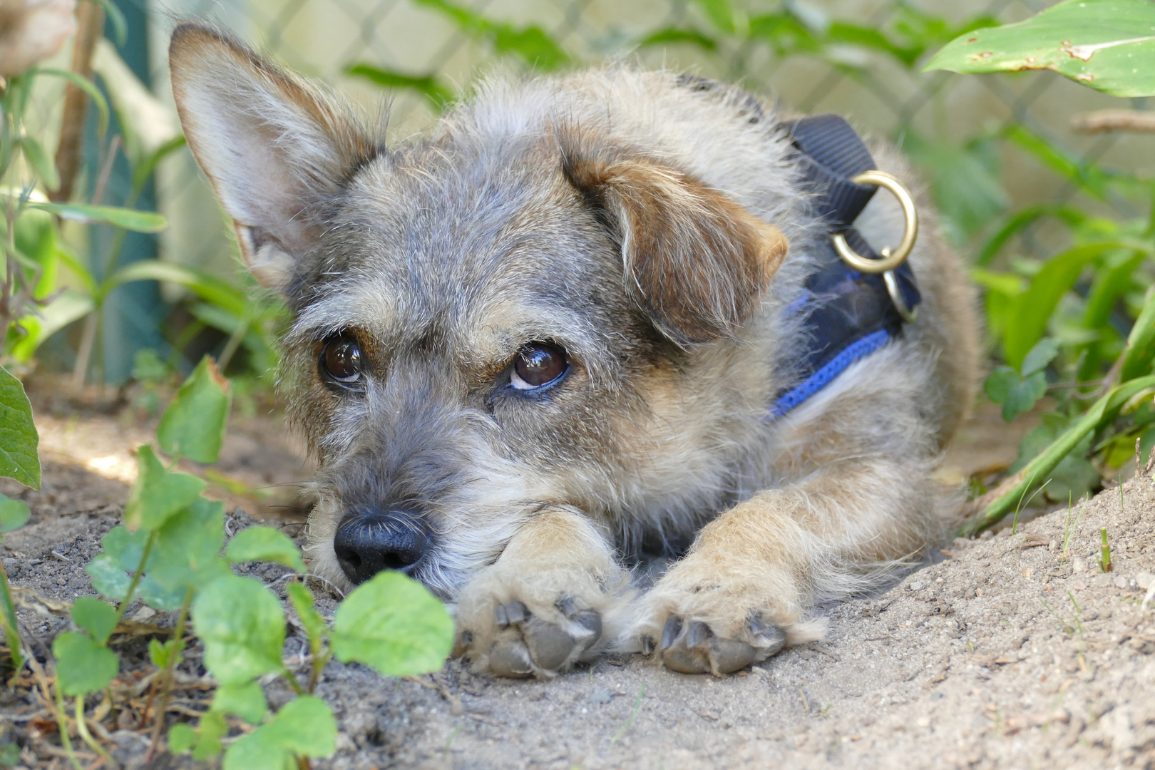 Hund im Schatten