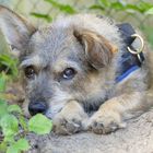 Hund im Schatten