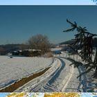 Hund im Schnee