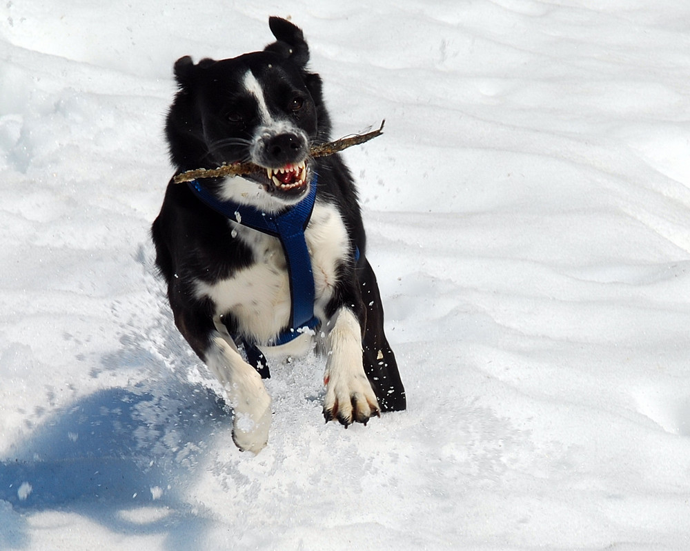 Hund im Schnee