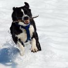 Hund im Schnee