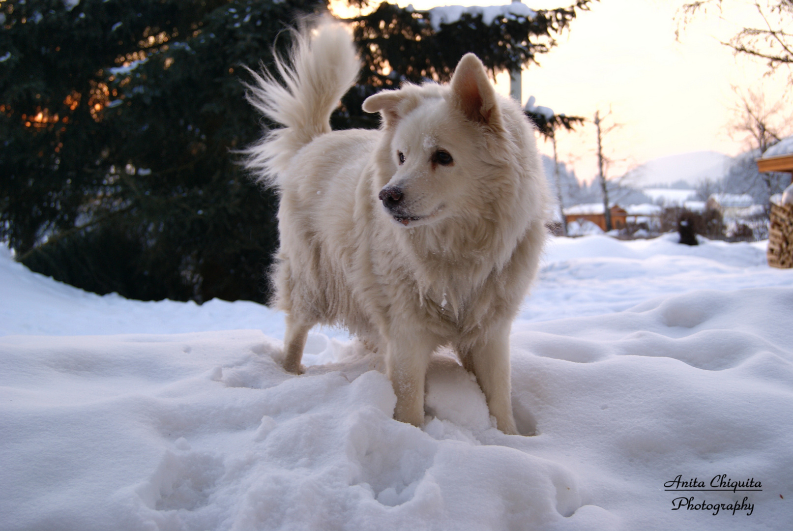 Hund Im Schnee Foto Bild Tiere Haustiere Hunde Bilder Auf Fotocommunity