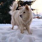 Hund im Schnee