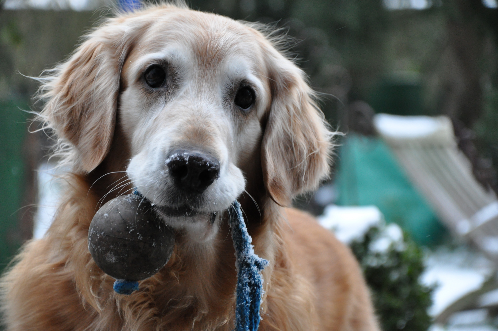 Hund im Schnee