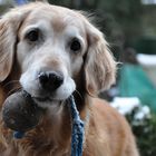 Hund im Schnee