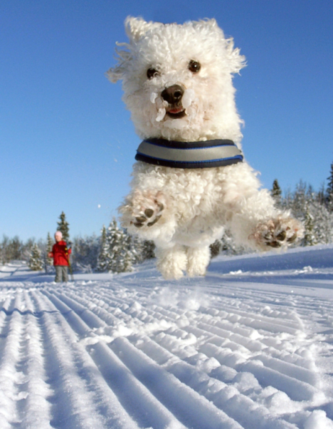 Hund im Schnee Foto & Bild tiere, haustiere, hunde Bilder auf