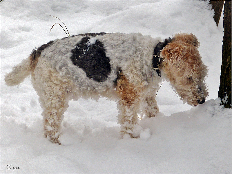 Hund im Schnee