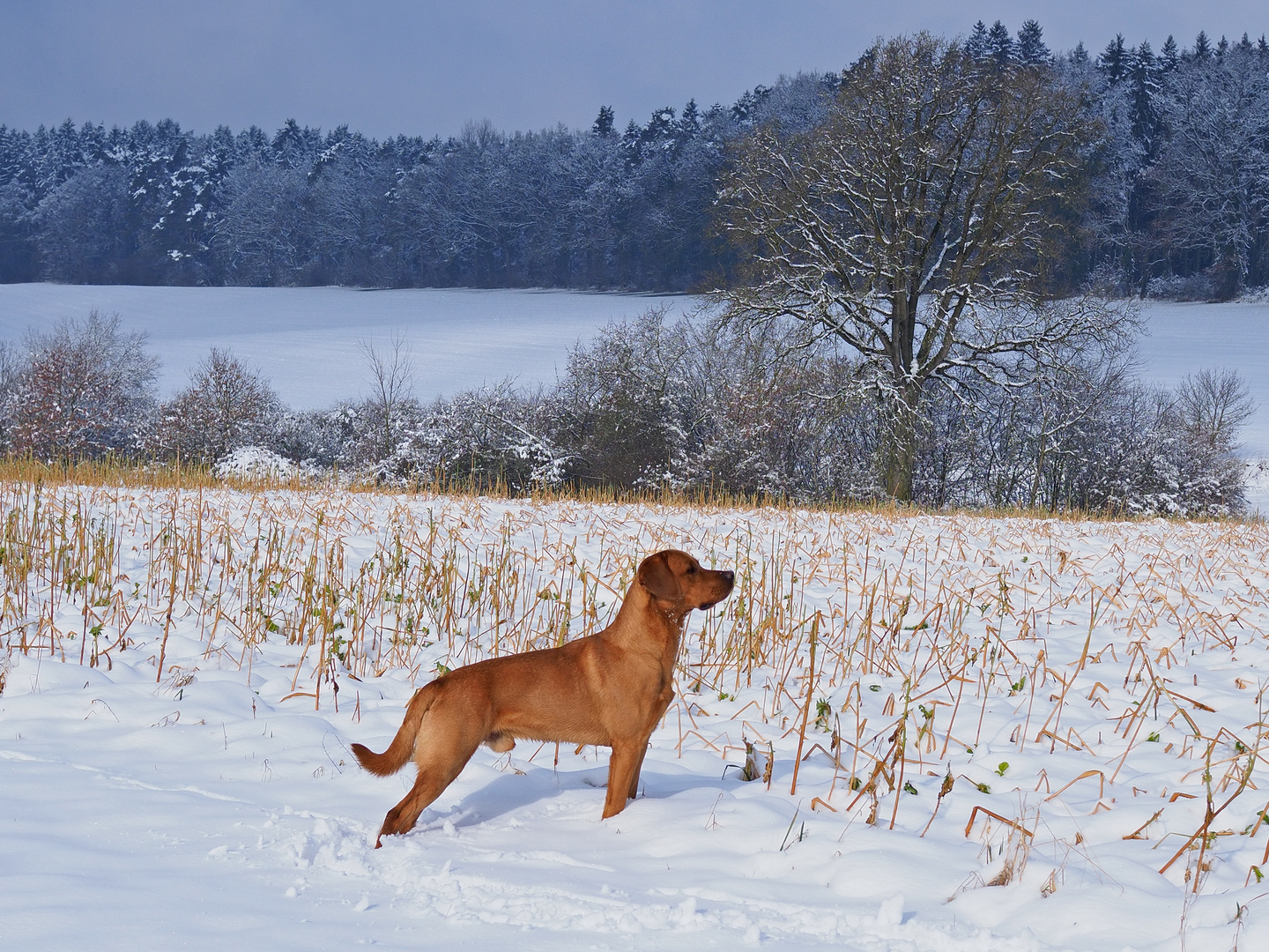 Hund im Schnee