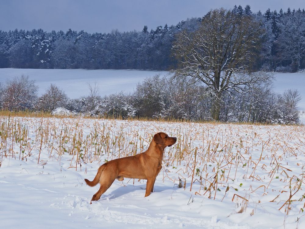 Hund im Schnee Foto &amp; Bild tiere, haustiere, jahreszeiten Bilder auf