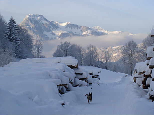 Hund im Schnee