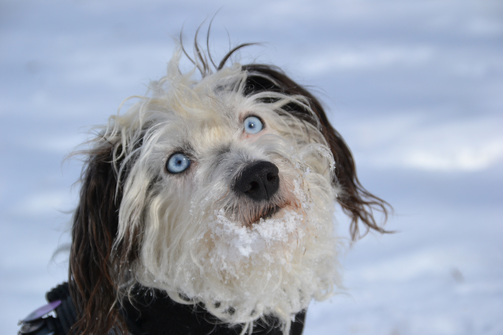 Hund im Schnee